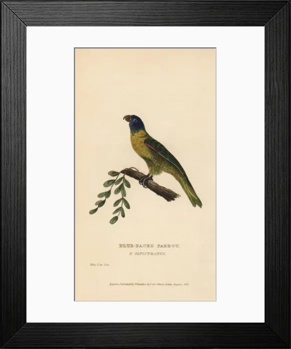 Framed Print : Masked shining parrot, Prosopeia personata Framed Print : Masked shining parrot, Prosopeia personata