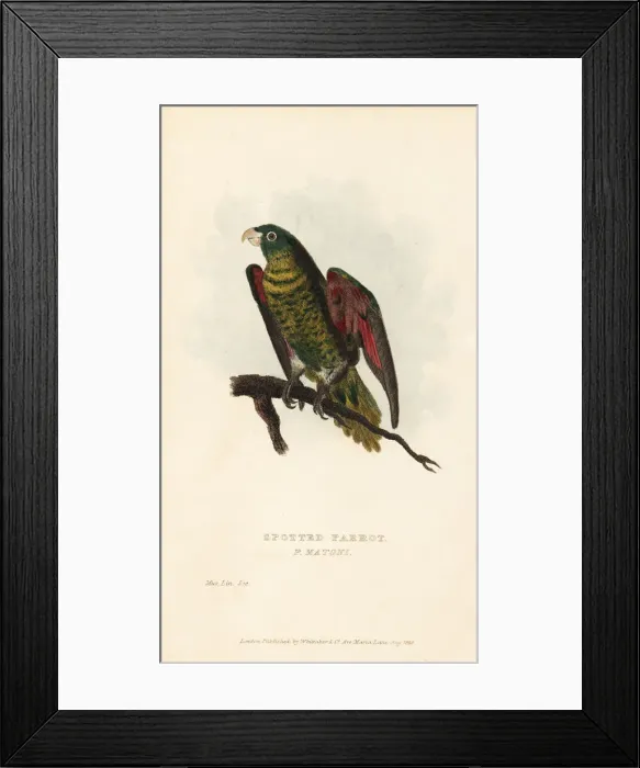 Framed Print : Scaly-breasted lorikeet, Trichoglossus chlorolepidotus Framed Print : Scaly-breasted lorikeet, Trichoglossus chlorolepidotus