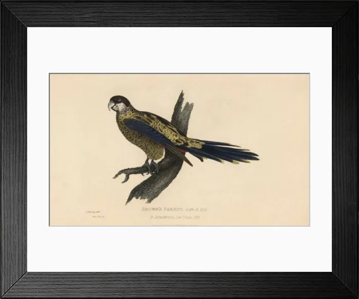 Framed Print : Northern rosella, Platycercus venustus Framed Print : Northern rosella, Platycercus venustus