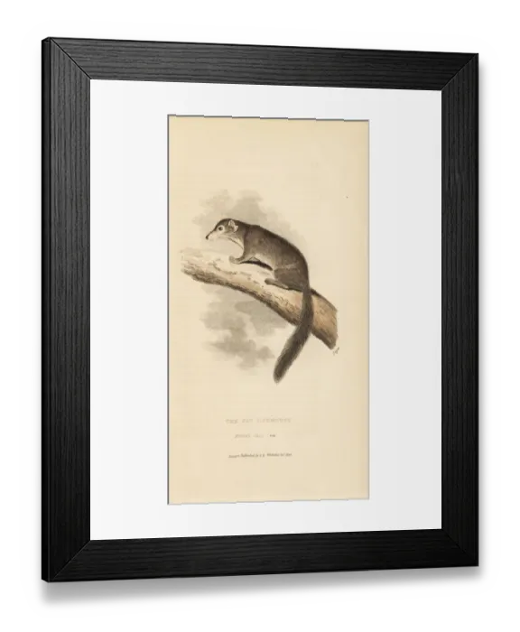 Framed Print : Edible dormouse, Glis glis Framed Print : Edible dormouse, Glis glis