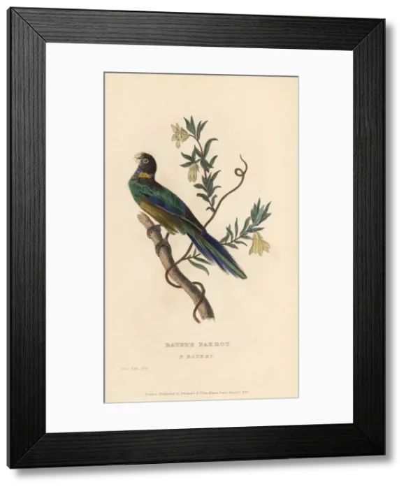 Framed Print : Australian ringneck, Barnardius zonarius Framed Print : Australian ringneck, Barnardius zonarius