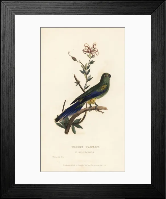Framed Print : Mulga parrot, Psephotus varius Framed Print : Mulga parrot, Psephotus varius