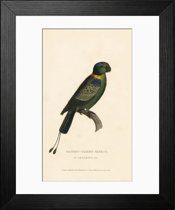 Framed Print : Golden-mantled racket-tail, Prioniturus platurus Framed Print : Golden-mantled racket-tail, Prioniturus platurus