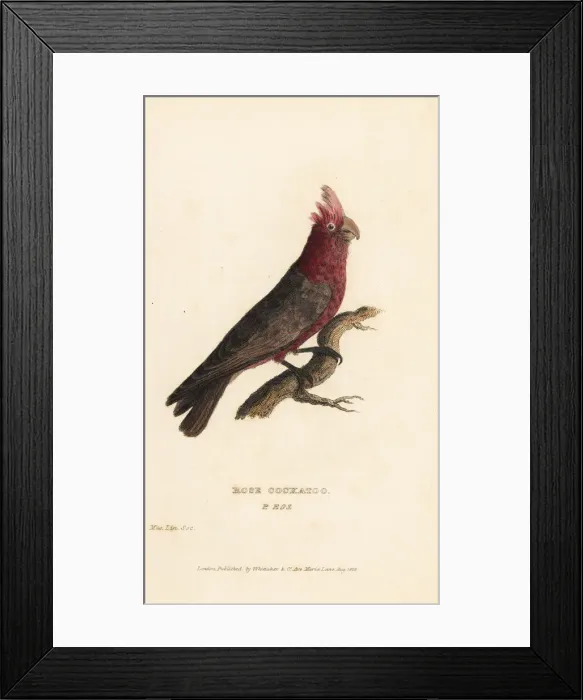 Framed Print : Galah bird, Eolophus roseicapilla Framed Print : Galah bird, Eolophus roseicapilla