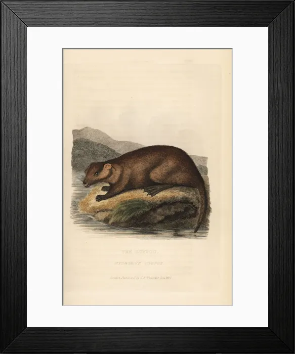 Framed Print : Coypu, Myocastor coypu Framed Print : Coypu, Myocastor coypu