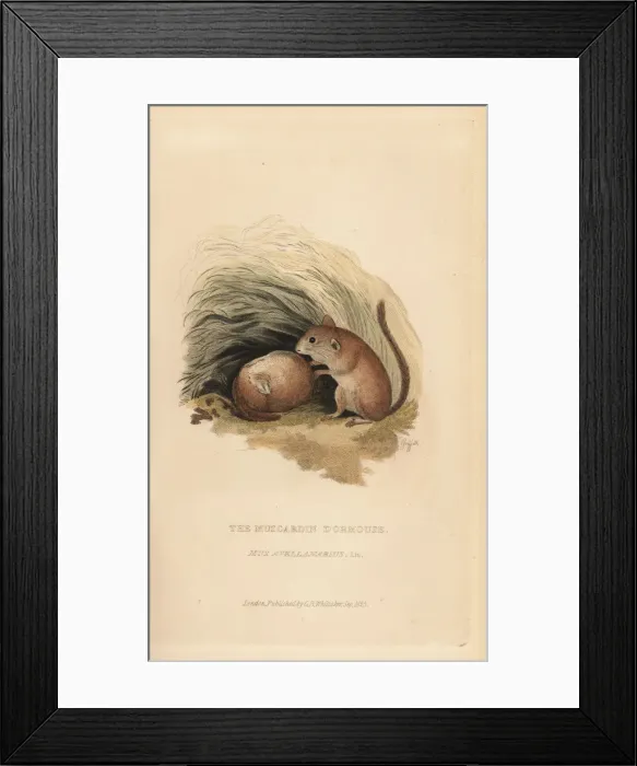 Framed Print : Common dormouse, Muscardinus avellanarius Framed Print : Common dormouse, Muscardinus avellanarius