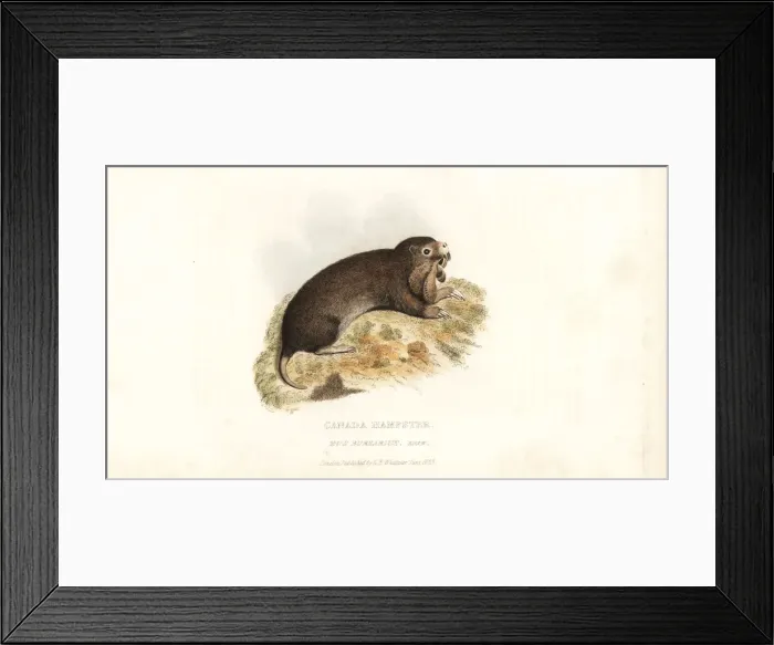 Framed Print : Plains pocket gopher, Geomys bursarius Framed Print : Plains pocket gopher, Geomys bursarius
