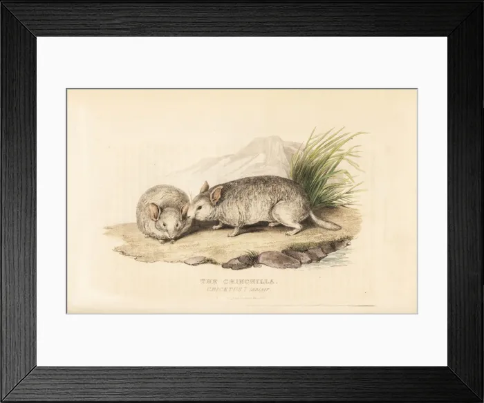 Framed Print : Short-tailed chinchilla, Chinchilla chinchilla Framed Print : Short-tailed chinchilla, Chinchilla chinchilla