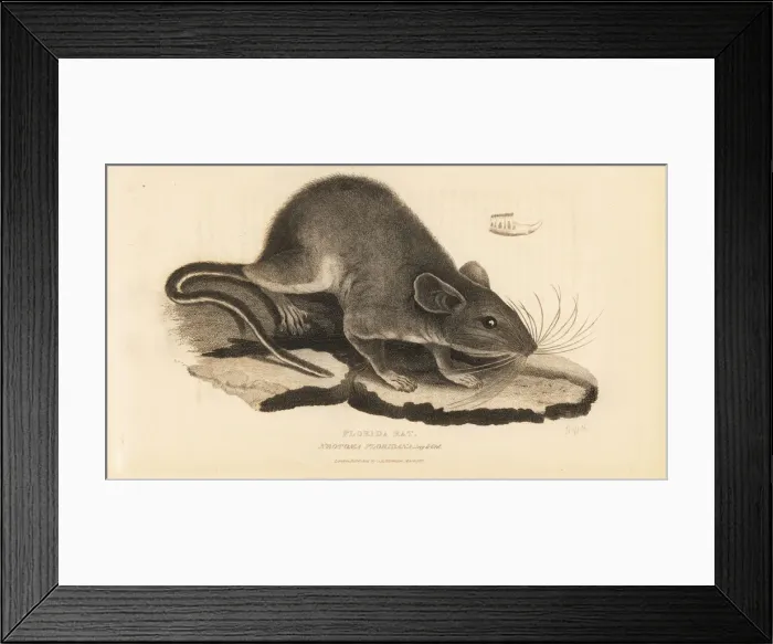 Framed Print : Eastern woodrat, Neotoma floridana Framed Print : Eastern woodrat, Neotoma floridana