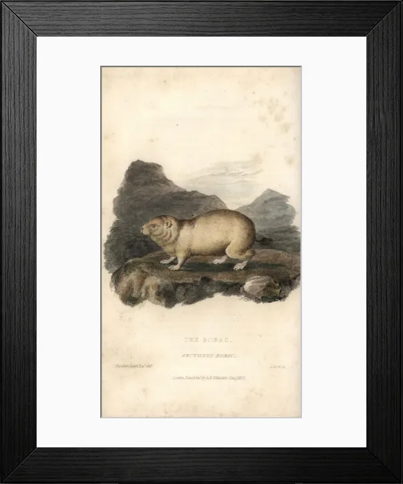 Framed Print : Bobak marmot, Marmota bobak Framed Print : Bobak marmot, Marmota bobak