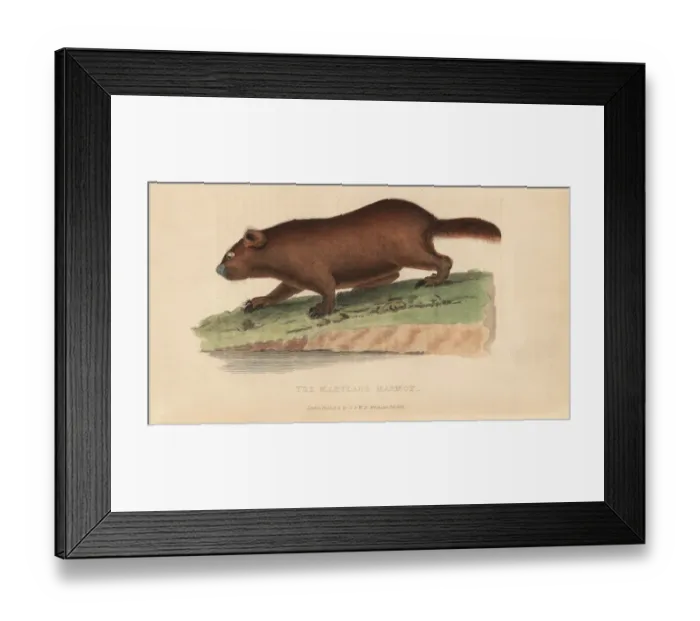Framed Print : Groundhog, Marmota monax Framed Print : Groundhog, Marmota monax