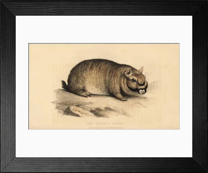 Framed Print : Marmot diana Framed Print : Marmot diana