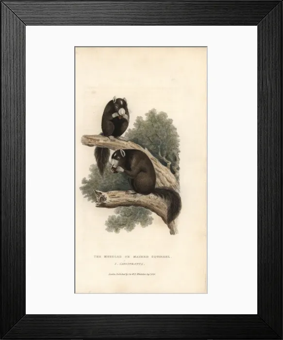 Framed Print : Eastern fox squirre, Sciurus niger Framed Print : Eastern fox squirre, Sciurus niger