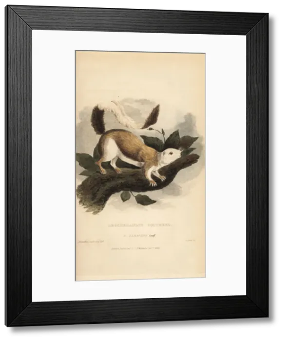 Framed Print : Black giant squirrel or Malayan giant squirrel Framed Print : Black giant squirrel or Malayan giant squirrel