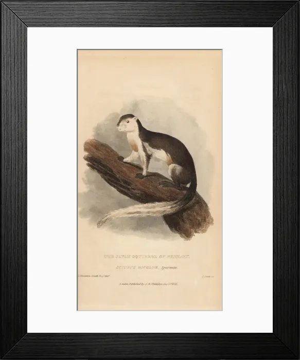 Framed Print : Black giant squirrel or Malayan giant squirrel Framed Print : Black giant squirrel or Malayan giant squirrel