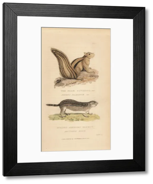 Framed Print : Indian palm squirrel (Funambulus palmarum Framed Print : Indian palm squirrel (Funambulus palmarum