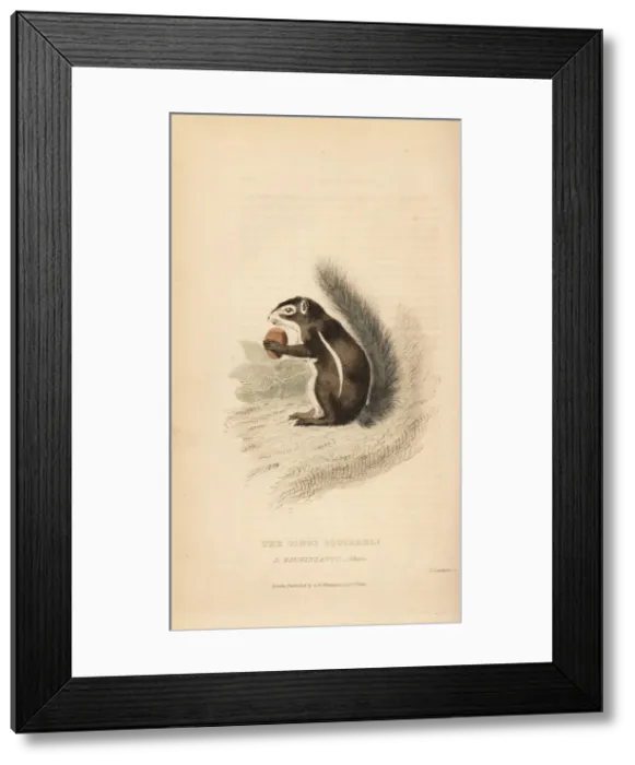 Framed Print : Cape ground squirrel, Xerus inauris? Framed Print : Cape ground squirrel, Xerus inauris?