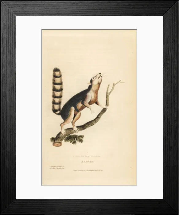 Framed Print : Ring-tailed ground squirrel, Notocitellus annulatus