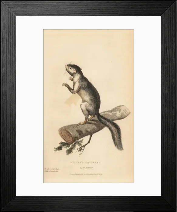 Framed Print : Western grey squirrel, Sciurus griseus clarkii Framed Print : Western grey squirrel, Sciurus griseus clarkii