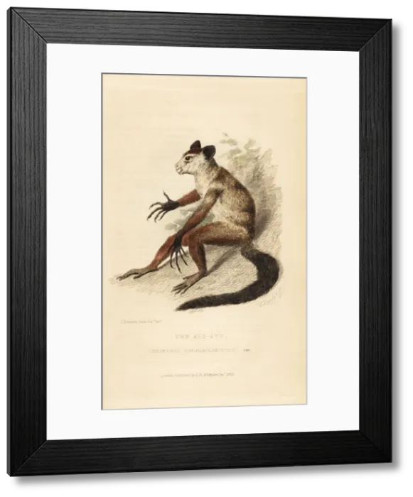 Framed Print : Aye-aye, Daubentonia madagascariensis Framed Print : Aye-aye, Daubentonia madagascariensis