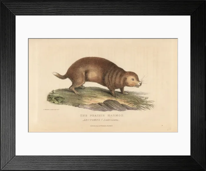 Framed Print : Prairie dog species Framed Print : Prairie dog species