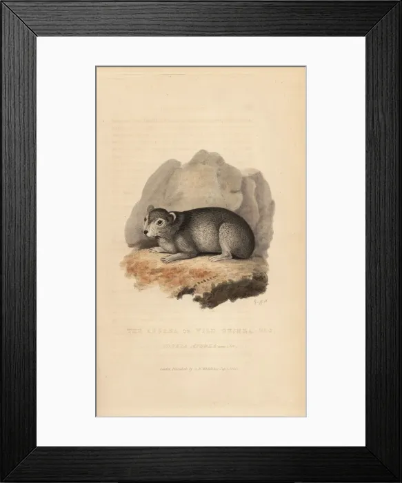 Framed Print : Cavy or guinea pig, Cavia porcellus Framed Print : Cavy or guinea pig, Cavia porcellus