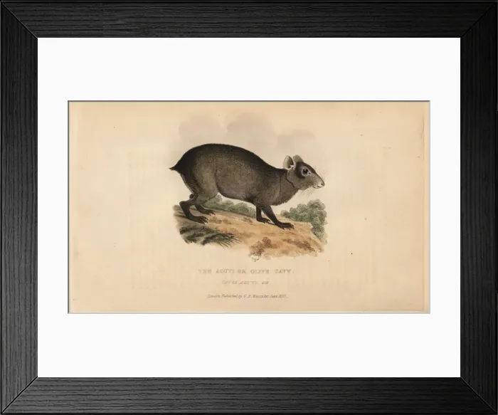 Framed Print : Agouti, Dasyprocta species Framed Print : Agouti, Dasyprocta species