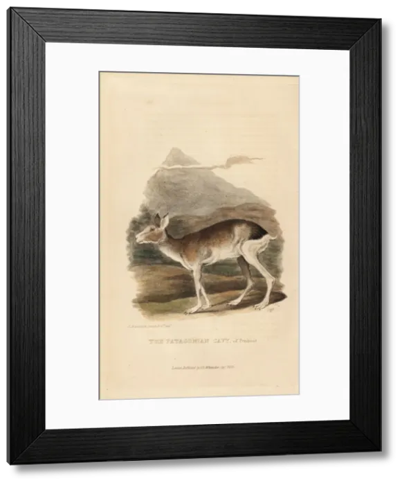 Framed Print : Patagonian mara, Dolichotis patagonum Framed Print : Patagonian mara, Dolichotis patagonum
