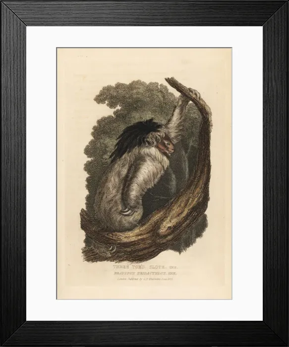 Framed Print : Maned sloth, Bradypus torquatus. Vulnerable Framed Print : Maned sloth, Bradypus torquatus. Vulnerable