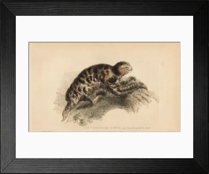 Framed Print : Pygmy three-toed sloth, Bradypus pygmaeus Framed Print : Pygmy three-toed sloth, Bradypus pygmaeus