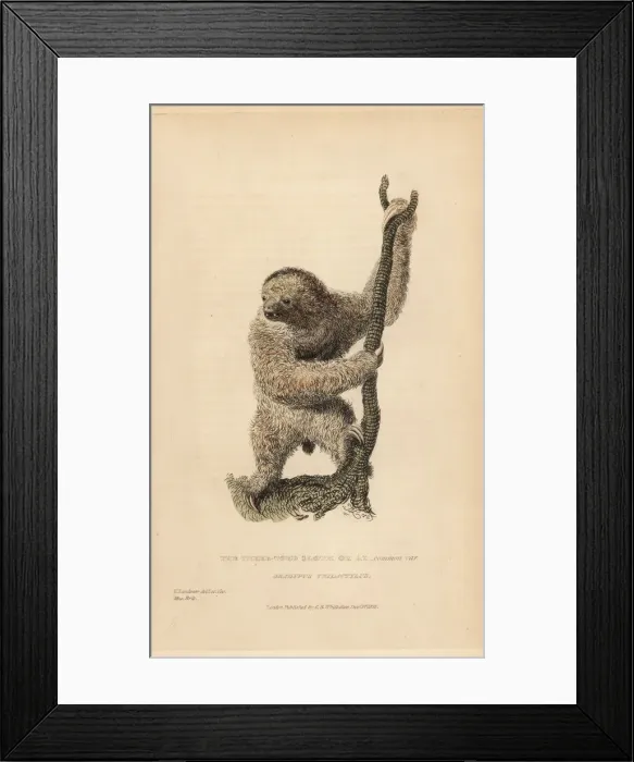Framed Print : Three toed sloth, Bradypus tridactylus Framed Print : Three toed sloth, Bradypus tridactylus