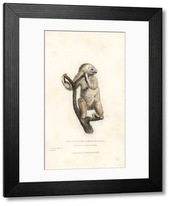 Framed Print : Linnaeuss two-toed sloth, Choloepus didactylus Framed Print : Linnaeuss two-toed sloth, Choloepus didactylus