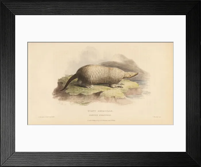 Framed Print : Giant armadillo, Priodontes maximus Framed Print : Giant armadillo, Priodontes maximus