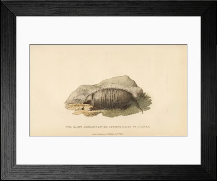Framed Print : Big hairy armadillo, Chaetophractus villosus Framed Print : Big hairy armadillo, Chaetophractus villosus