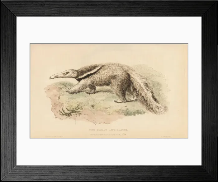 Framed Print : Giant anteater or antbear, Myrmecophaga tridactyla Framed Print : Giant anteater or antbear, Myrmecophaga tridactyla