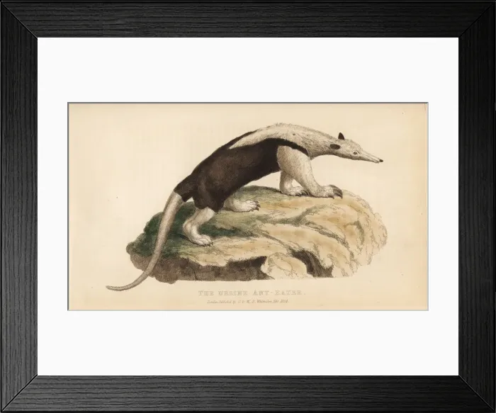 Framed Print : Northern tamandua, Tamandua mexicana Framed Print : Northern tamandua, Tamandua mexicana