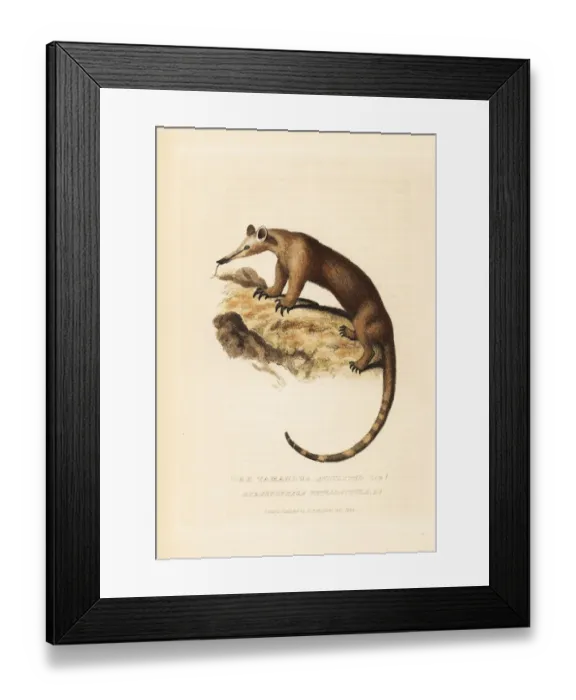 Framed Print : Southern tamandua, Tamandua tetradactyla Framed Print : Southern tamandua, Tamandua tetradactyla