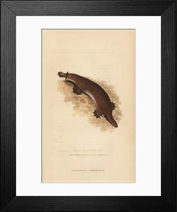 Framed Print : Platypus, Ornithorhynchus anatinus Framed Print : Platypus, Ornithorhynchus anatinus