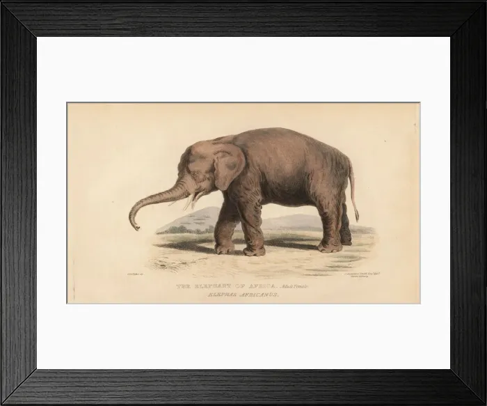 Framed Print : African bush elephant, adult female, Loxodonta africana Framed Print : African bush elephant, adult female, Loxodonta africana