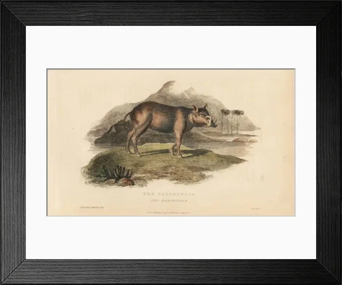 Framed Print : Buru babirusa, Babyrousa babyrussa. Vulnerable Framed Print : Buru babirusa, Babyrousa babyrussa. Vulnerable