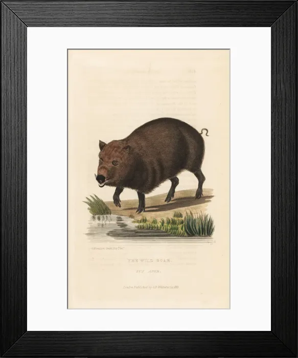 Framed Print : Wild boar, Sus scrofa Framed Print : Wild boar, Sus scrofa