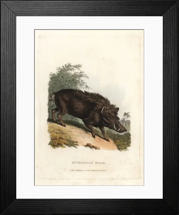Framed Print : Warthog, Phacochoerus africanus Framed Print : Warthog, Phacochoerus africanus