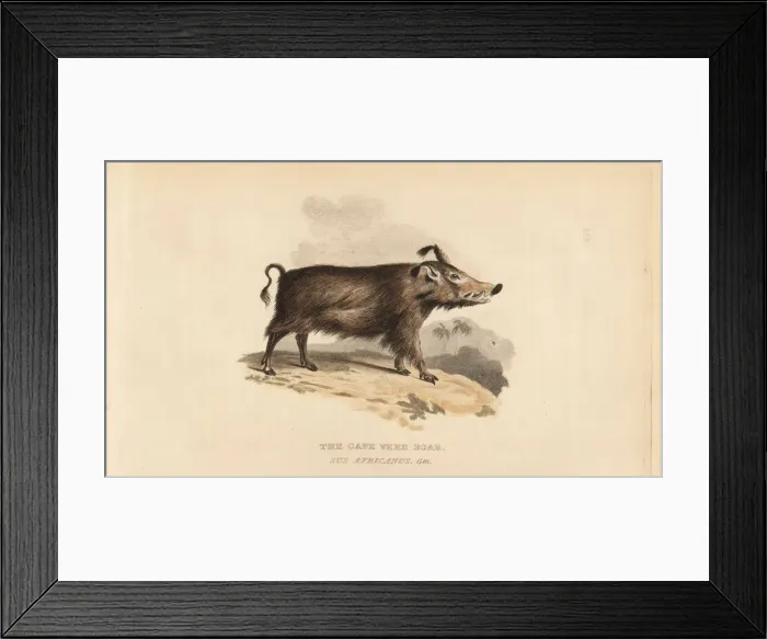 Framed Print : Common warthog, Phacochoerus africanus Framed Print : Common warthog, Phacochoerus africanus