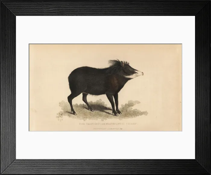 Framed Print : White-lipped peccary, Tayassu pecari. Vulnerable Framed Print : White-lipped peccary, Tayassu pecari. Vulnerable