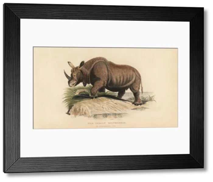 Framed Print : Indian rhinoceros, Rhinoceros unicornis. Vulnerable Framed Print : Indian rhinoceros, Rhinoceros unicornis. Vulnerable