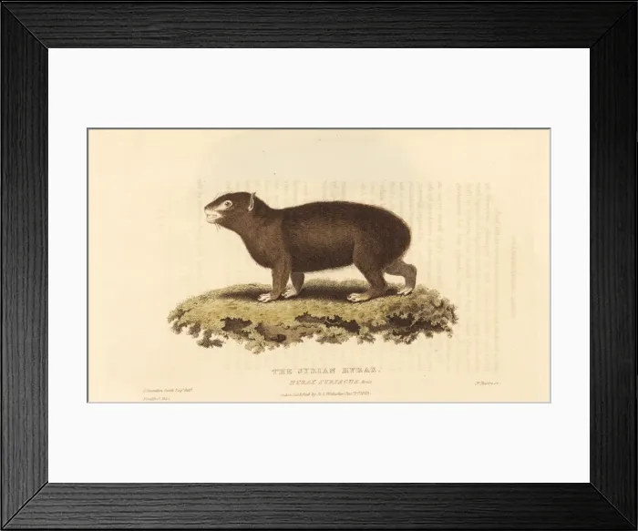 Framed Print : Rock hyrax, Procavia capensis Framed Print : Rock hyrax, Procavia capensis
