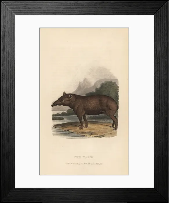 Framed Print : Lowland tapir, Tapirus terrestris Framed Print : Lowland tapir, Tapirus terrestris