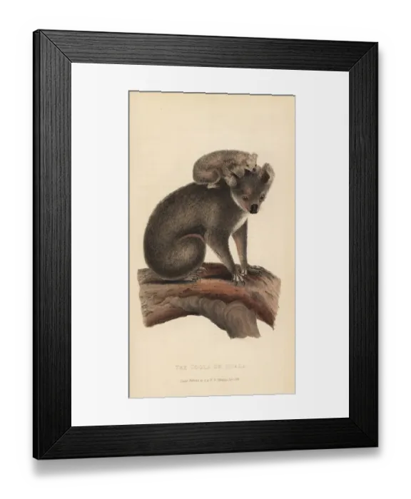 Framed Print : Koala or coola, Phascolarctos cinereus Framed Print : Koala or coola, Phascolarctos cinereus
