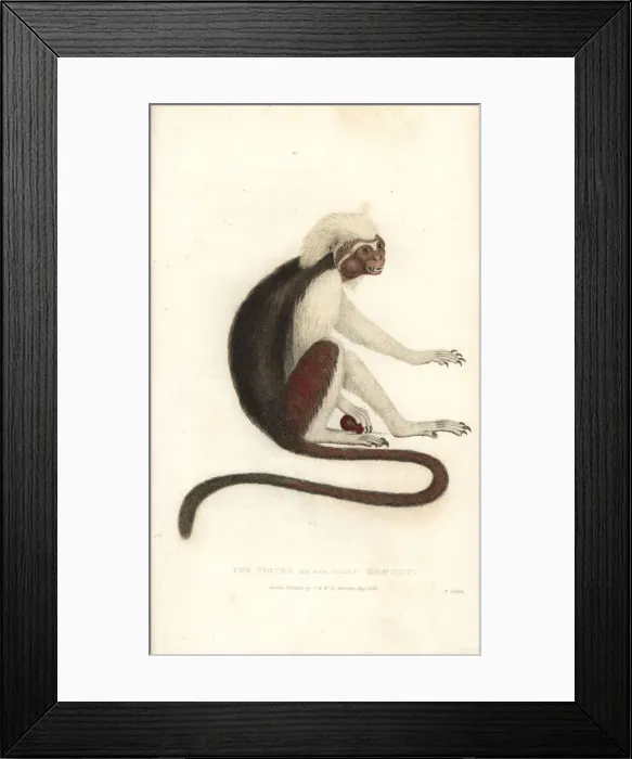Framed Print : Cotton-top tamarin, Saguinus oedipus. Critically endangered Framed Print : Cotton-top tamarin, Saguinus oedipus. Critically endangered