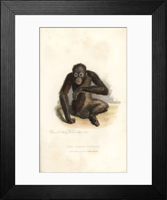 Framed Print : Bornean orangutan, Pongo pygmaeus. Endangered Framed Print : Bornean orangutan, Pongo pygmaeus. Endangered